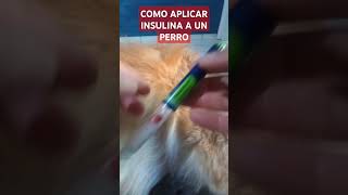 COMO APLICAR INSULINA A UN PERRO [upl. by Mace]