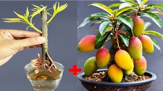 2 super special techniques for propagating mangoes from branches for beginners [upl. by Enyaw]