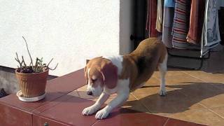 beagle epilepsy  Lafora disease 30042011 [upl. by Aihsetel]