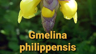 Gmelina philippensis [upl. by Ardnosac783]