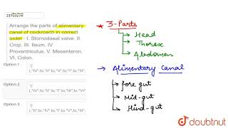 Arrange the parts of alimentary canal of cockroach in correct order  I Stomodaeal valve [upl. by Annoda131]