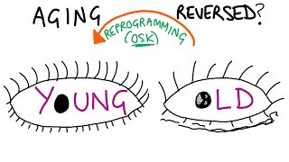 Reversing aging through cellular reprogramming latest study explained [upl. by Sunev]