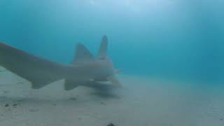 Sawfish Sharks And More Under The Lake Worth Pier [upl. by Akered]