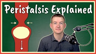 Peristalsis Explained [upl. by Alansen]