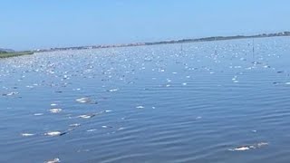 La laguna di Orbetello e la distesa di pesci morti [upl. by Aikyn]