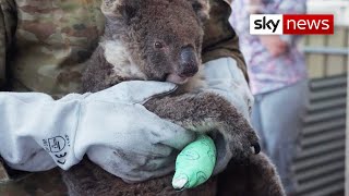 Australia Bushfires Wildlife clings to life [upl. by Minda]