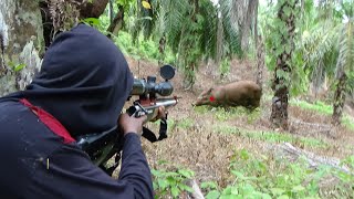 berburu babi hutan  spot super banyak super jinak super dekat poin gak banyak [upl. by Llireva789]