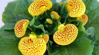 Cómo cultivar Calceolaria Híbrida Dr Matta  TvAgro por Juan Gonzalo Angel [upl. by Macfadyn]