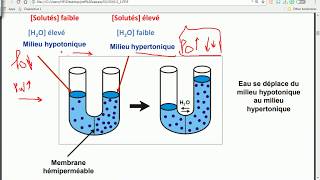 OSMOSE  HYPERTONIQUE  HYPOTONIQUE  gradient de concentration  PARTIE 6 [upl. by Toffic]
