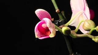 Little Kolibri Orchid [upl. by Gershon]