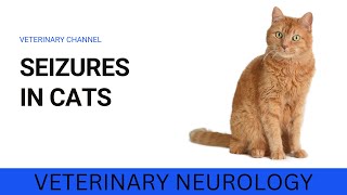 UNDERSTANDING SEIZURES IN CATS SYMPTOMS CAUSES AND TREATMENT [upl. by Bentlee552]