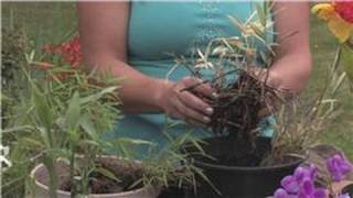 Bamboo Plants  How to Plant Bamboo as a Border [upl. by Eras]