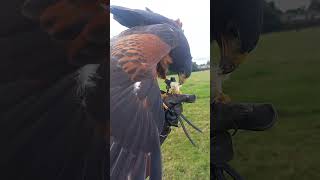 Harris Hawk Feeds on the Fist [upl. by Bridge]