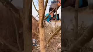 satisfying tools tree outdoors wood electrictool pruning gardentool electric swansoft [upl. by Aniez]