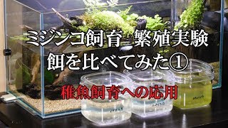 【ミジンコの増やし方】 繁殖実験 餌を比べてみた① メダカ稚魚飼育への応用 [upl. by Rozanne]