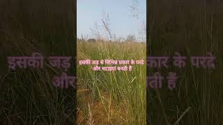 grass vetiveria shortsbetayoutube sitapur [upl. by Arihppas]