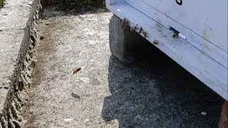 Apis cerana indica beekeeping and hornet  Himachal Pradesh India [upl. by Annmaria200]