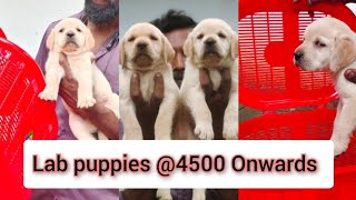 Lab puppies available  price 4500   Transportation available  quality puppies labrador lab [upl. by Kozloski678]