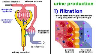 The Urinary System [upl. by Noit630]