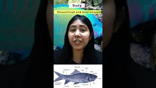 Characteristics of Superclass Pisces  Gnathostomata  Class 11  Biology  Adhyayanta [upl. by Ydurt925]