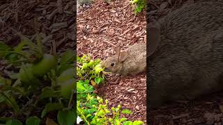 Eastern Cottontail Rabbit rabbit bunny nature cute animals cottontail [upl. by Ailido]