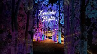 Lavender Nights at 123 Farms in Beaumont Happening August 22 October 27 [upl. by Llatsyrk622]