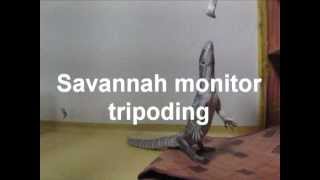 Savannah monitor tripoding [upl. by Adnohr]