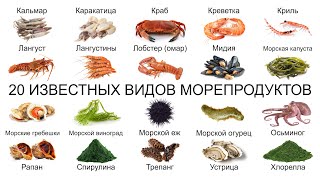 Топ 20 ИЗВЕСТНЫХ ВИДОВ МОРЕПРОДУКТОВ [upl. by Eelarac378]