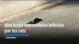 Cette école marseillaise est infestée par les rats [upl. by Swift]