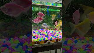 WADIDAW IKAN KEJAR KEJARAN  wadidaw sapi animalkingdom toys sapimainan ikanhias ikan glofish [upl. by Twitt]