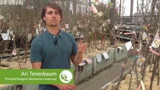 What is a rootstock and how do I choose one for a fruit tree [upl. by Ardnusal]