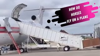 How Do Horses Fly On A Plane Watch Horses Boarding The Plane To Fly From Florida To California [upl. by Eidob]