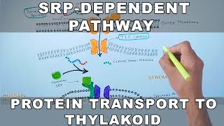 SRP Dependent Pathway of Protein Transport to Thylakoid [upl. by Steward]