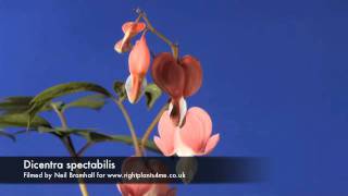 Dicentra Bleeding heart flower opening time lapse [upl. by Baiel]