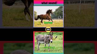 the sound of DONKEY kuiz logicgame quiz voice memes donkey shorts fy [upl. by Azaria]