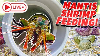 Mantis Shrimp VS Crab Live Feeding [upl. by Akin]