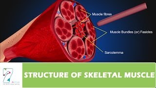 STRUCTURE OF SKELETAL MUSCLE [upl. by Snook159]