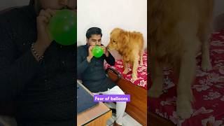 Fear of balloons 🎈 dog goldenretriever doglover shorts [upl. by Strohben]