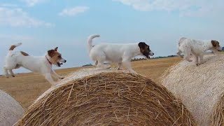 The Best of Jack Russell Terriers [upl. by Lucias]