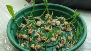 Germinating Corn [upl. by Poulter489]