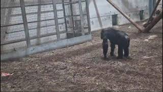 Chimpanzees at Wingham Wildlife Park [upl. by Arait]