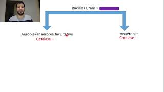 18Les bacilles gram [upl. by Hoban]