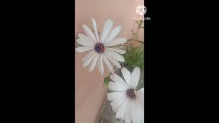 dimorphotheca flower  dimorphotheca flower plant flowerplant plant shortsvideo shorts [upl. by Aissatsana]