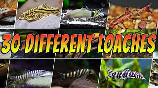 30 Best Types of Loach  Rare amp Common Aquarium Fish  Loaches List [upl. by Durkee]