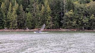 Humpback Whale Feeding [upl. by Elinnet]