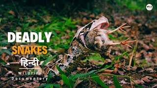 Deadly Snakes  Africa हिन्दी डॉक्यूमेंट्री  Wildlife documentary in Hindi [upl. by Tengdin]