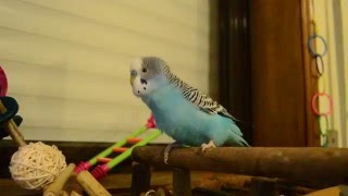 Super cute budgie bobbing his head [upl. by Nomla629]