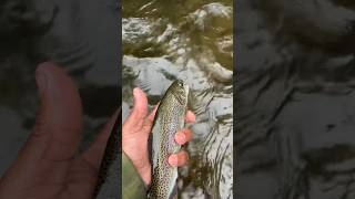 Dry Fly BITE on 🔥🔥🔥 flyfishing dryfly fishing fishingvideo fishinglife rainbowtrout [upl. by Woods]