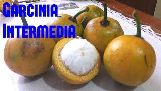 Garcinia Intermedia Review  Weird Fruit Explorer Ep 206 [upl. by Shull]