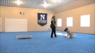 Captain Akita Dog Training Demonstrational Video [upl. by Alansen817]